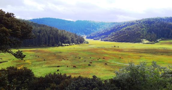 <心享之旅·丽大香-丽江大理香格里拉品质纯玩5日游>虎跳峡、普达措森林公园、玉龙雪山、冰川大索道、蓝月谷、丽江古城、印象丽江、双廊古镇、南诏风情岛、大理古城、束河古镇双飞五日游