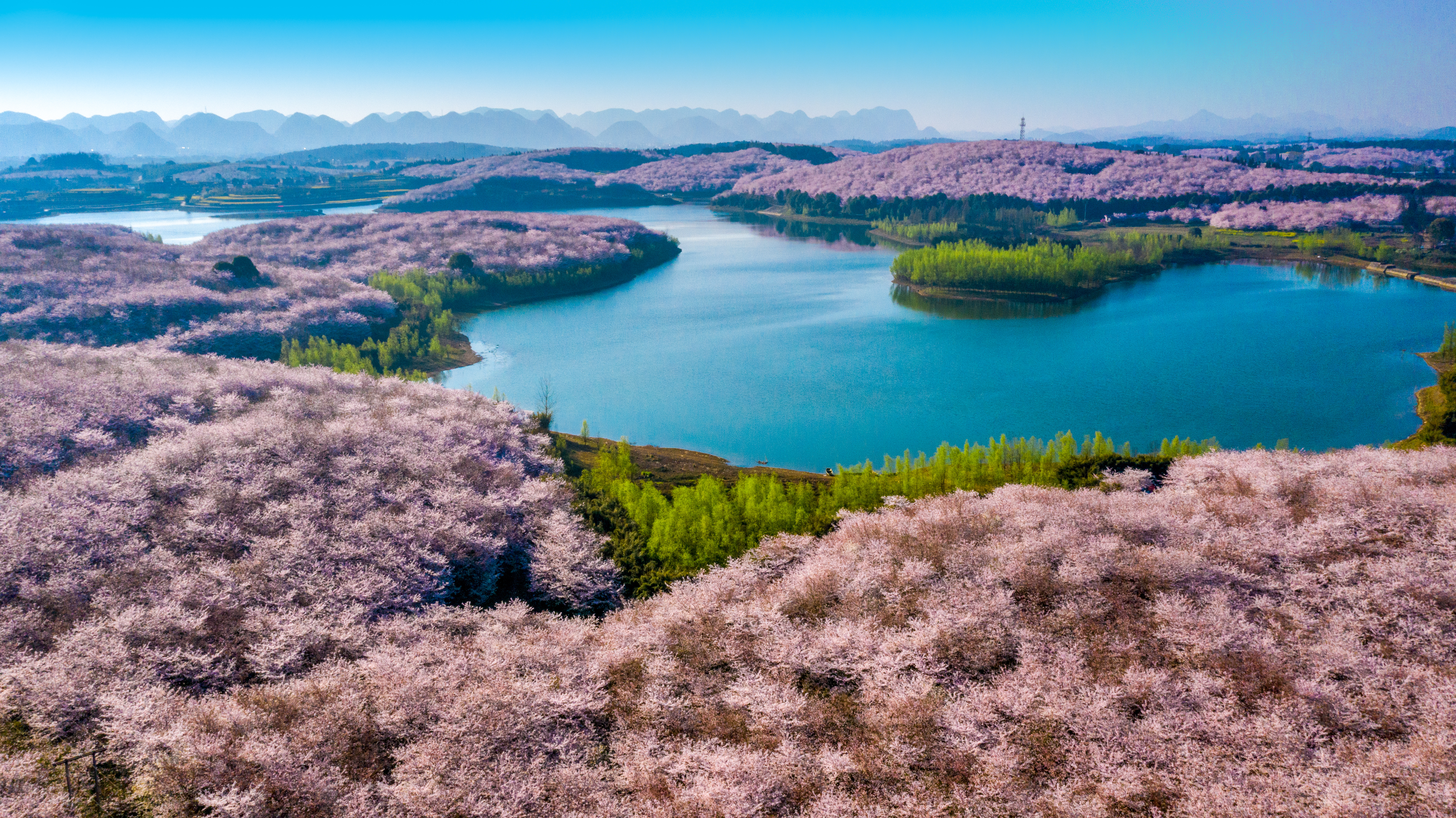 高原花海盛宴 ·打卡最大樱花园 青岩古镇·都匀影视城·荔波大小七孔双高五日游