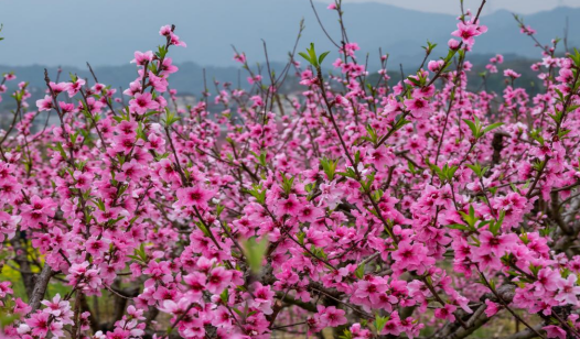 【包团定制】入住康泉云海温泉，太平古街、上坪镇赏桃花、高尔夫体验、客家小镇 2天