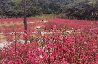 【包团定制】《江门富丽湾温泉度假村》浸泡海底咸水温泉、深中通道、宋元崖门海战场、浮月村洋楼、白水带桃花园新春赏桃花、《狂飙》梅家大院、三十三墟街2天