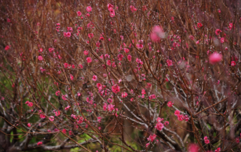 【包团定制】肇庆“小桂林”七星岩风景区（赏桃花/樱花）、北回归线上翡翠-鼎湖山景区、古宋城墙、水舞灯光秀、豪品《西江河鲜宴》美食纯玩2天游