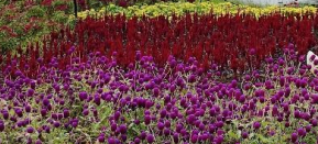 东莞《灵秀美拍》1 日游 松山湖·松湖烟雨 / 香遇百花园美拍 / 美松家宴