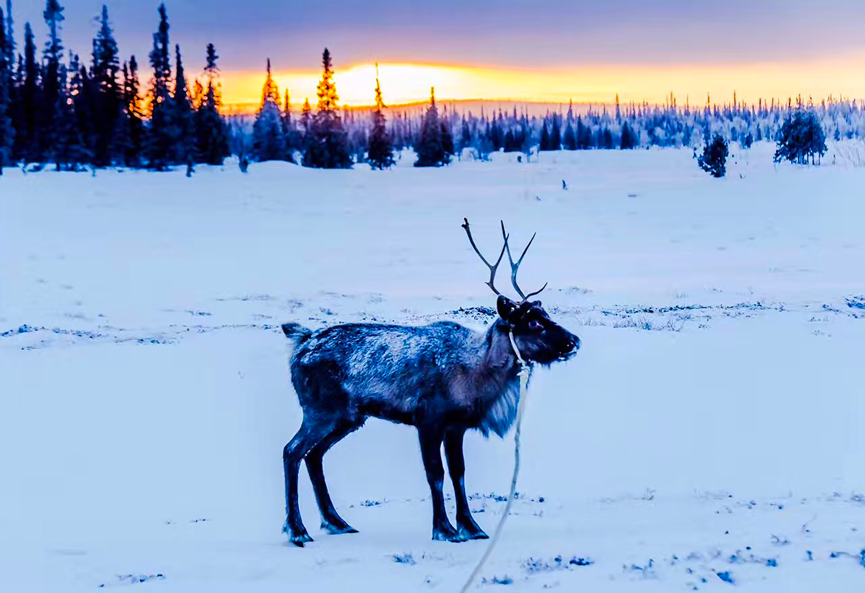 春节优选【俄罗斯苍穹之下】莫斯科+红场+捷里别尔卡+萨米民俗村+摩尔曼斯克追光+入住1晚森林星空帐篷+驯鹿雪橇8日游