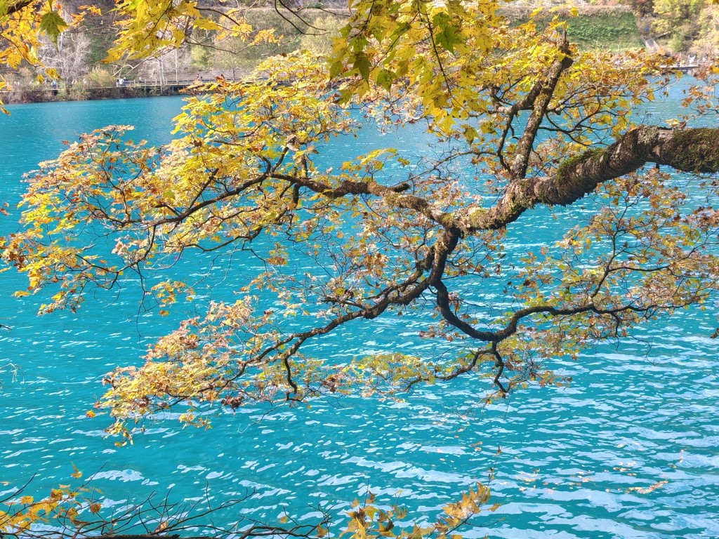 春节优选【四川】九寨沟 + 黄龙 + 都江堰 + 熊猫乐园 + 动车漫游 + 秘境探秘 + 藏家体验 + 烟火寻味 5 日纯玩游 深圳双动